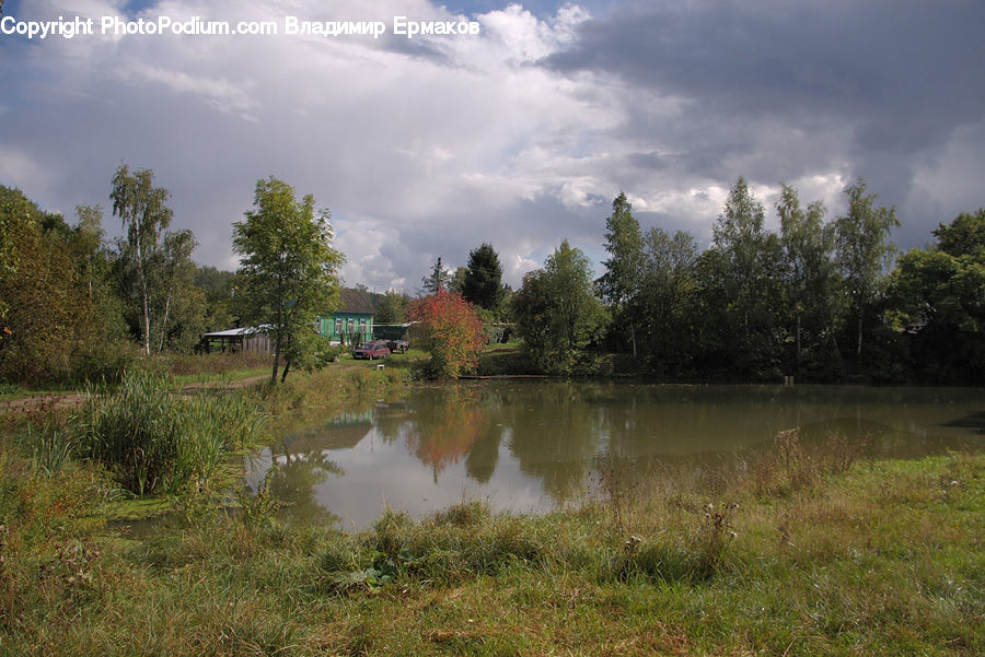 Plant, Tree, Land, Marsh, Pond, Swamp, Water