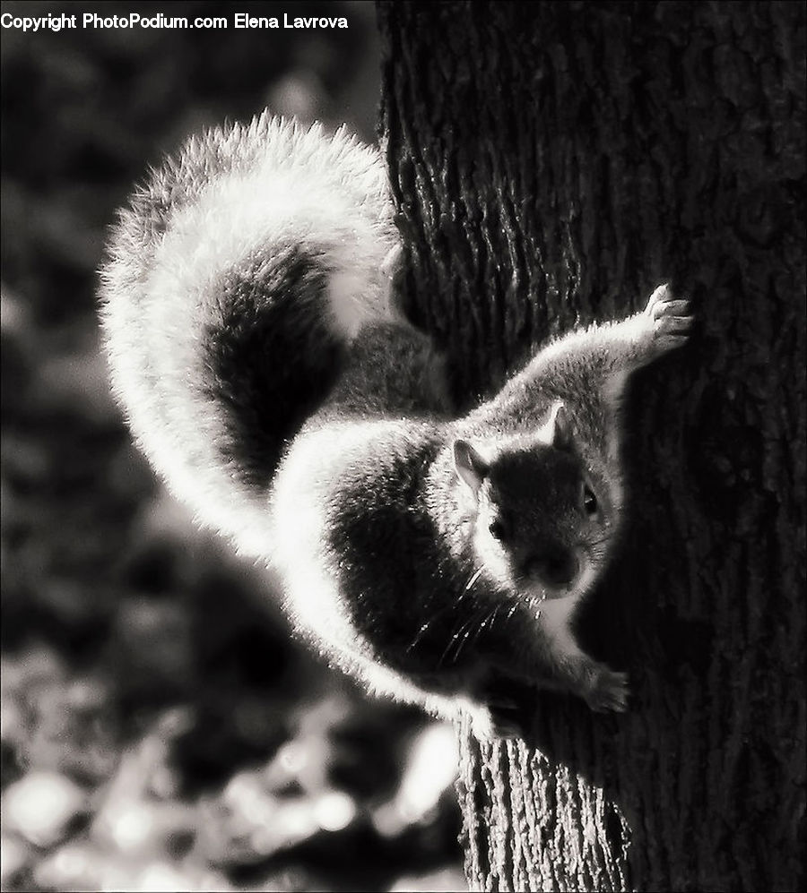 Animal, Zoo, Blossom, Flora, Flower, Plant, Tree