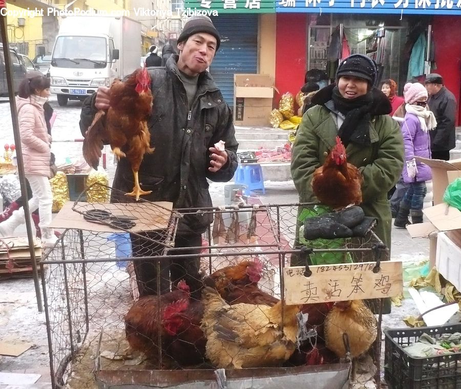People, Person, Human, Chicken, Cock Bird, Fowl, Poultry