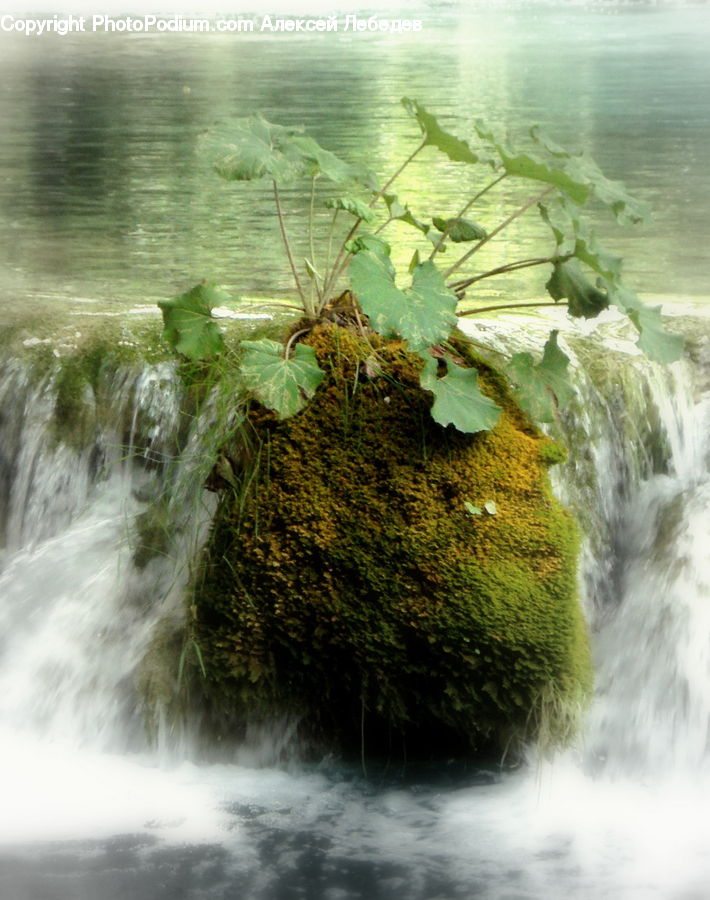 Moss, Plant, Coast, Outdoors, Sea, Water, River