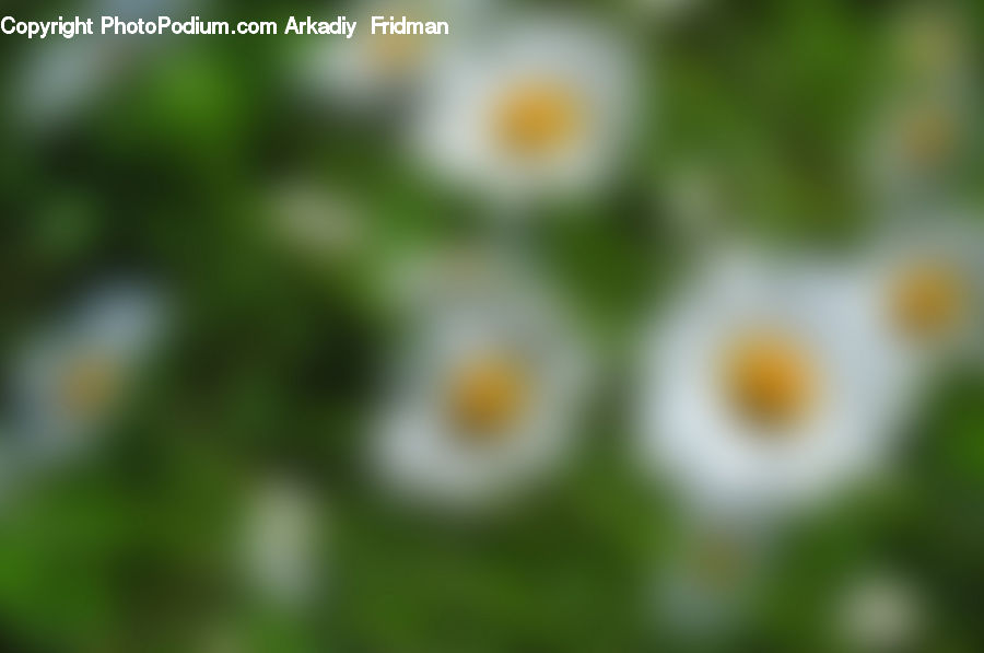 Blossom, Flora, Flower, Plant, Petal, Field, Grass