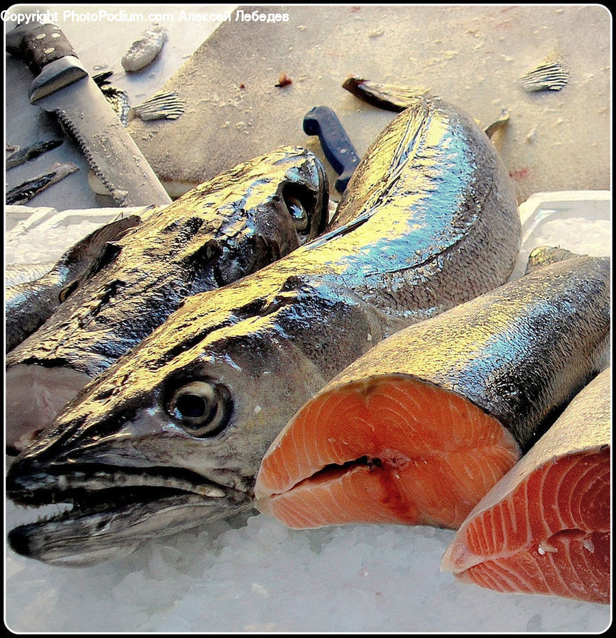 Bonito, Coho, Fish, Sea Life, Trout, Bacon, Food