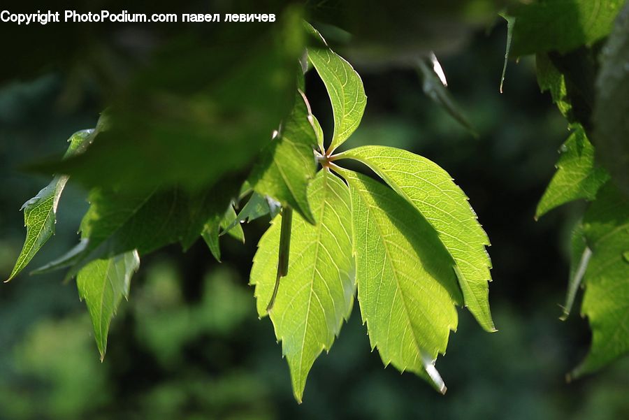 Plant, Leaf, Blossom, Flora, Flower, Sprout, Green Snake