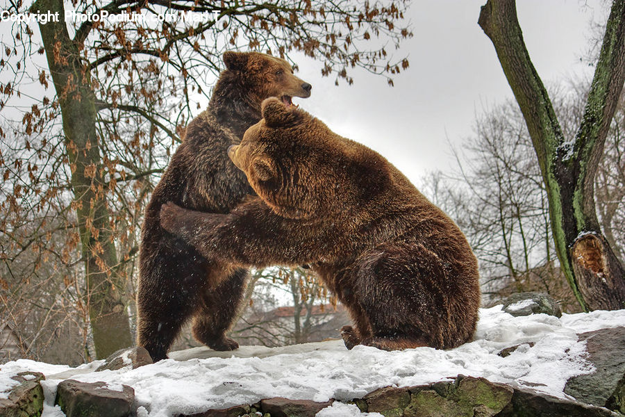 Animal, Bear, Mammal, Brown Bear, Boar, Hog, Pig