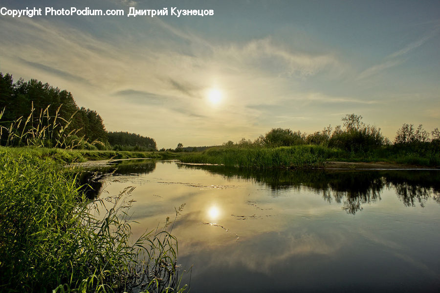 Plant, Potted Plant, Field, Grass, Grassland, Reed, Land