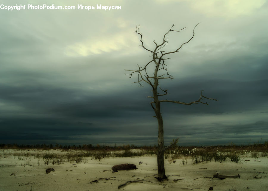 Plant, Tree, Soil, Beach, Coast, Outdoors, Sea