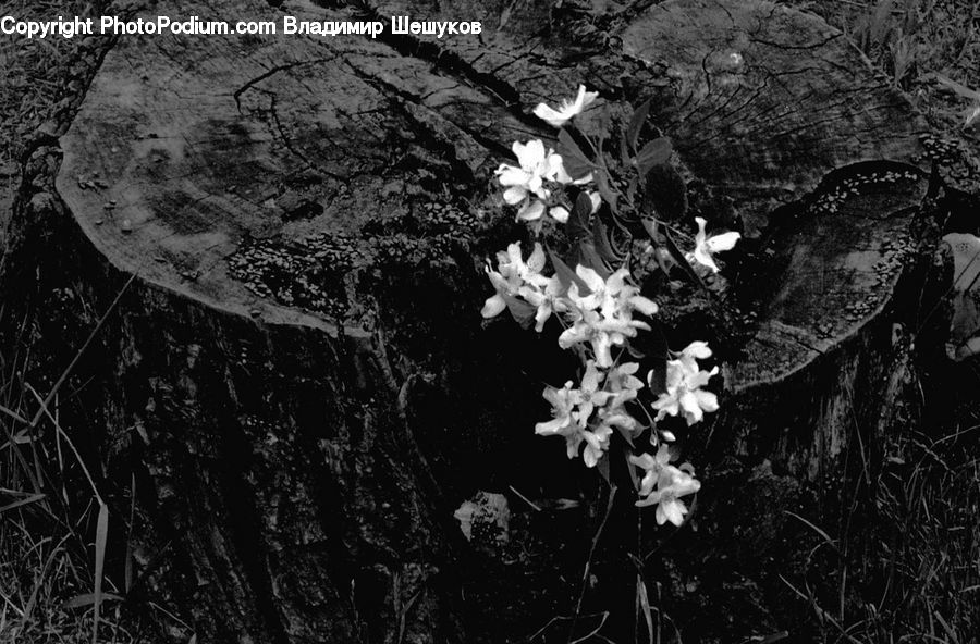 Flora, Flower, Gladiolus, Plant, Blossom, Orchid, Aquilegia