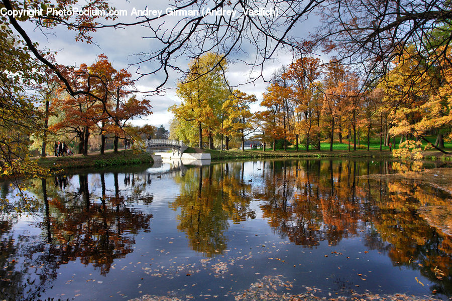 Outdoors, Pond, Water, Park, Conifer, Fir, Plant