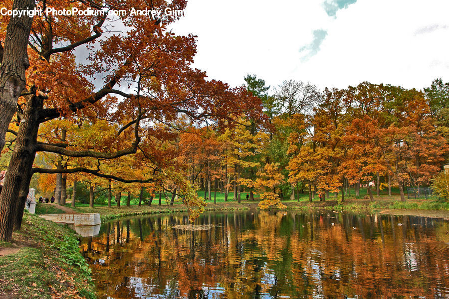 Outdoors, Pond, Water, Land, Marsh, Swamp, Conifer
