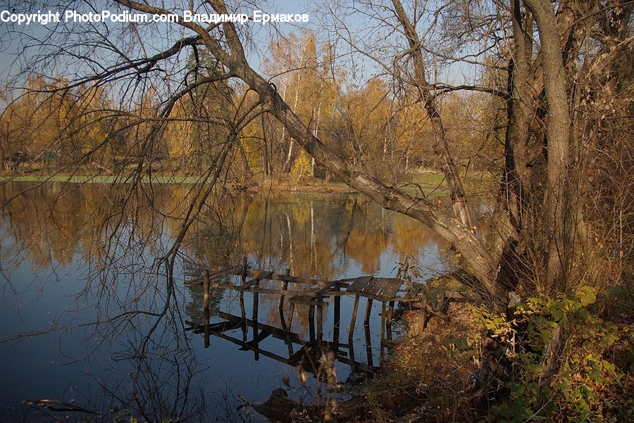 Plant, Tree, Willow, Outdoors, Pond, Water, Land