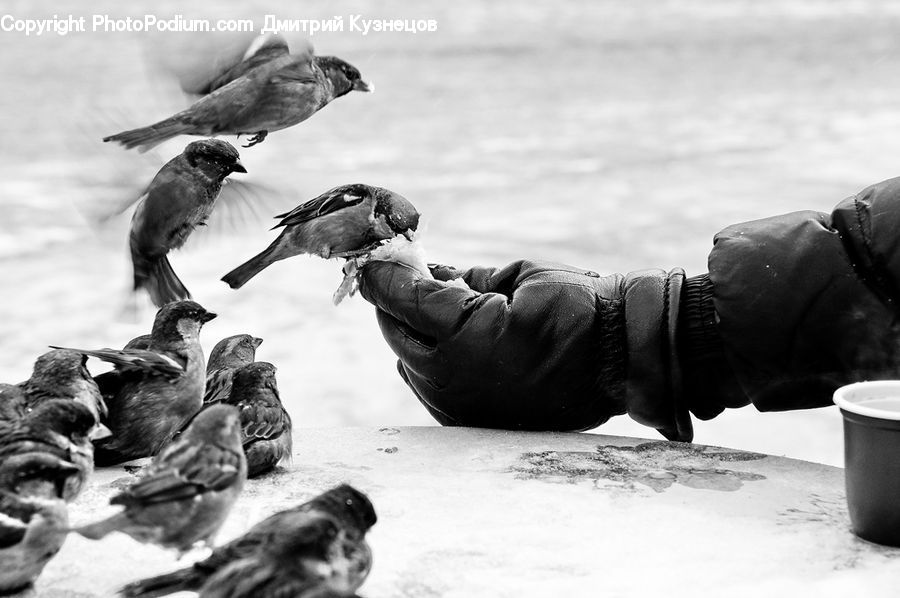 Bird, Pigeon, Blackbird, Crow, Swallow, Sparrow, Finch