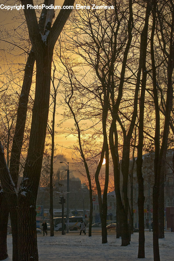 Dawn, Dusk, Sky, Sunrise, Sunset, Plant, Tree