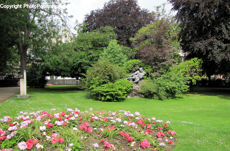 Blossom, Flower, Peony, Plant, Yard, Garden, Flora