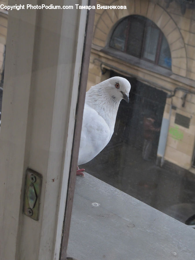 Bird, Dove, Pigeon, Arch, Seagull, Plywood, Wood