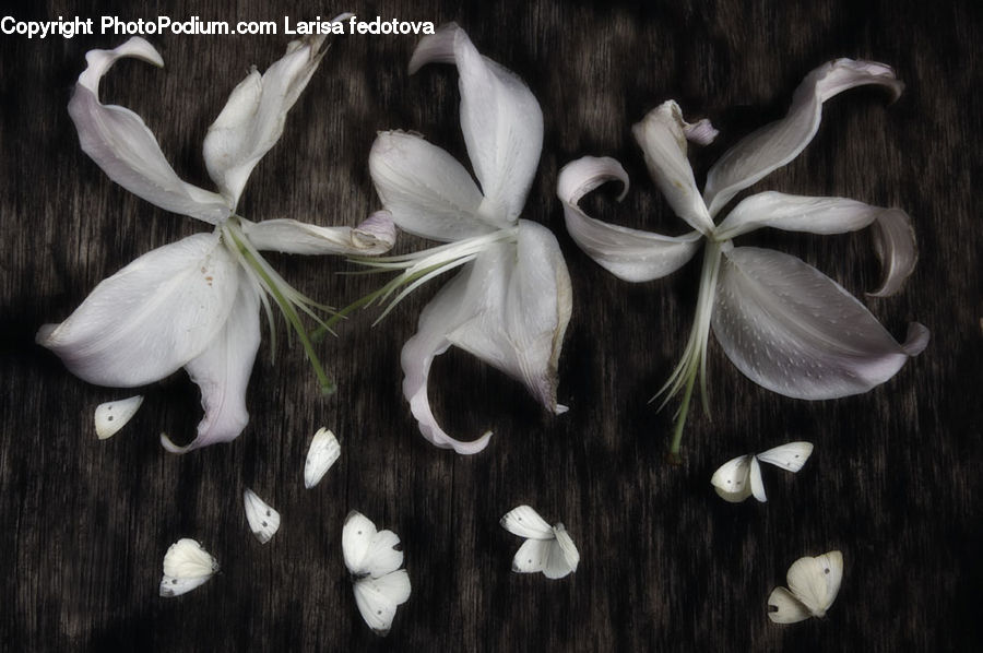 Amaryllidaceae, Blossom, Flower, Plant, Amaryllis, Fiber, Flax