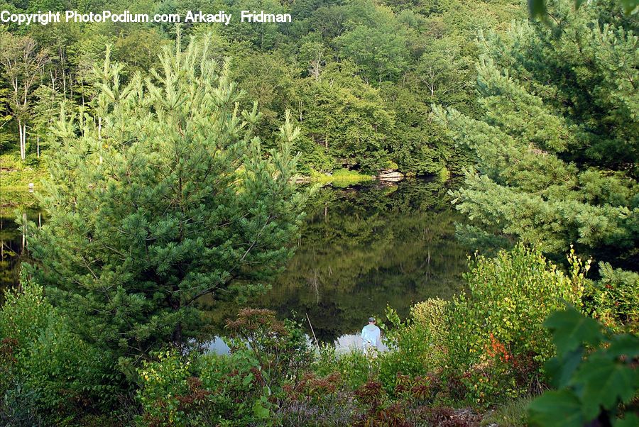Conifer, Fir, Plant, Tree, Outdoors, Pond, Water