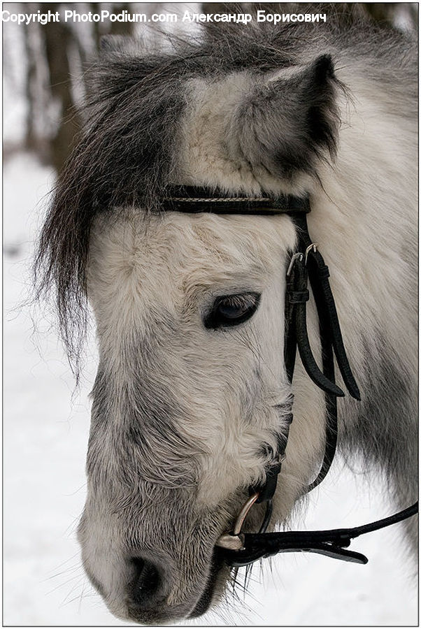 Animal, Horse, Mammal, Stallion, Face