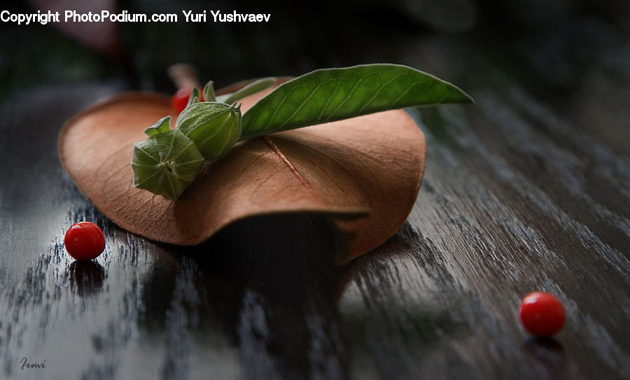 Ivy, Plant, Vine, Fruit, Leaf, Cherry, Blossom