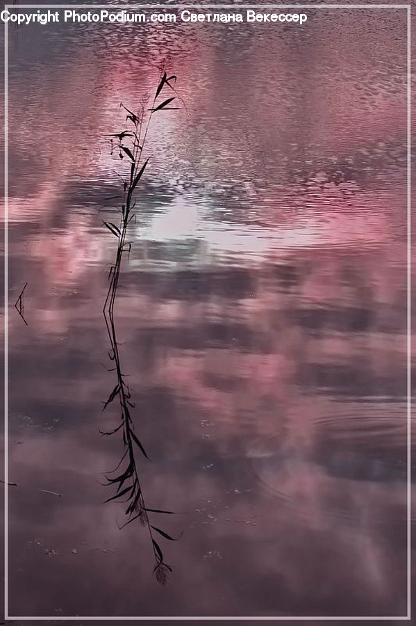 Art, Grass, Plant, Reed