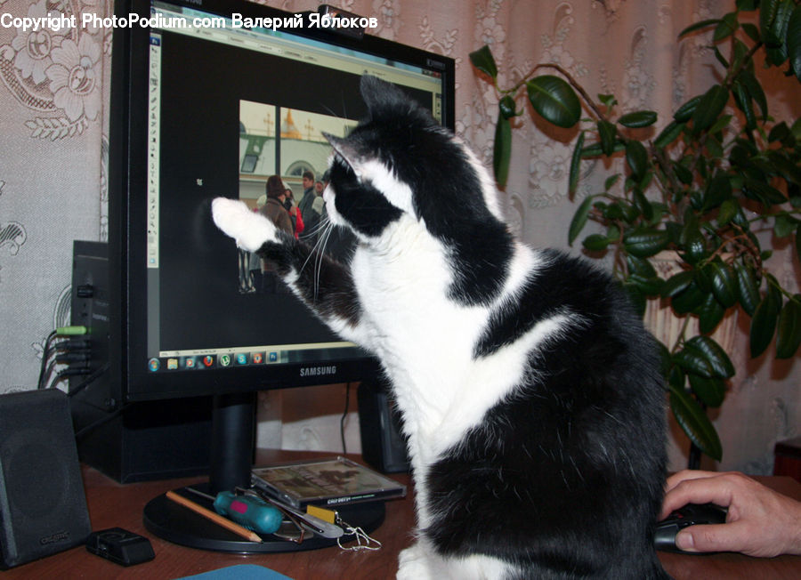 Plant, Potted Plant, People, Person, Human, Animal, Cat