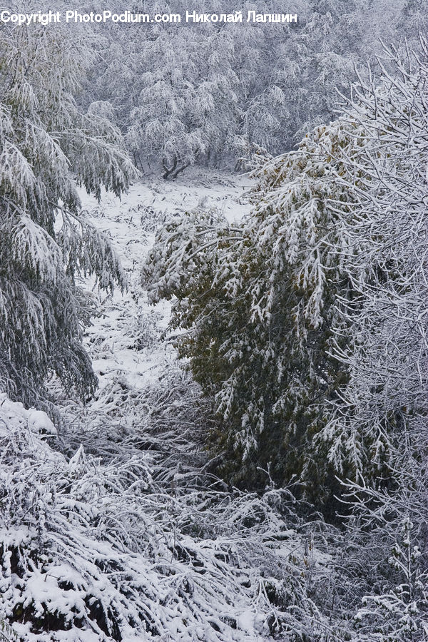Frost, Ice, Outdoors, Snow, Landscape, Nature, Scenery