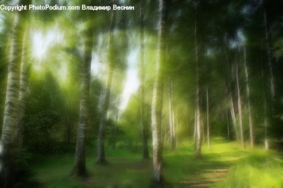 Forest, Vegetation, Flare, Light, Sunlight, Birch, Tree