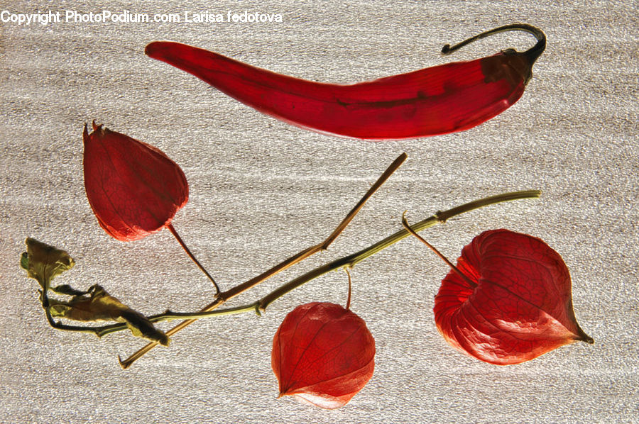 Spindle, Leaf, Plant, Maple, Maple Leaf, Footwear, Shoe