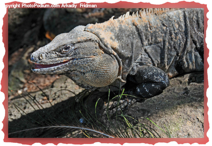 Iguana, Lizard, Reptile, Art, Modern Art