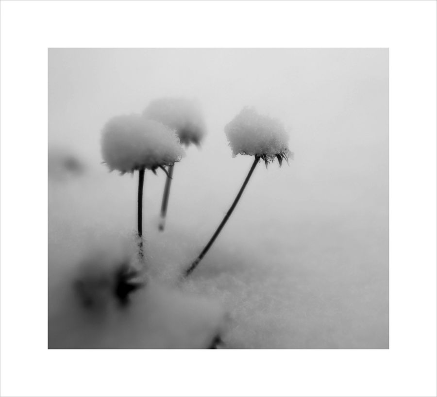 Smoke, Dandelion, Flower, Plant, Ice, Outdoors, Snow