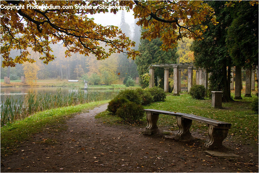 Bench, Park Bench, Plant, Tree, Conifer, Fir, Forest