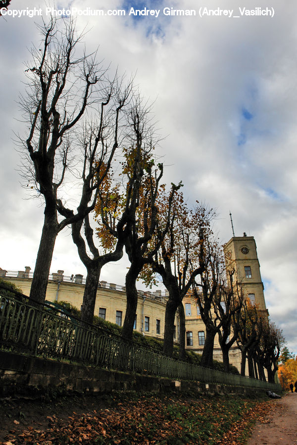 Oak, Tree, Wood, Plant, Campus, Architecture, Bell Tower