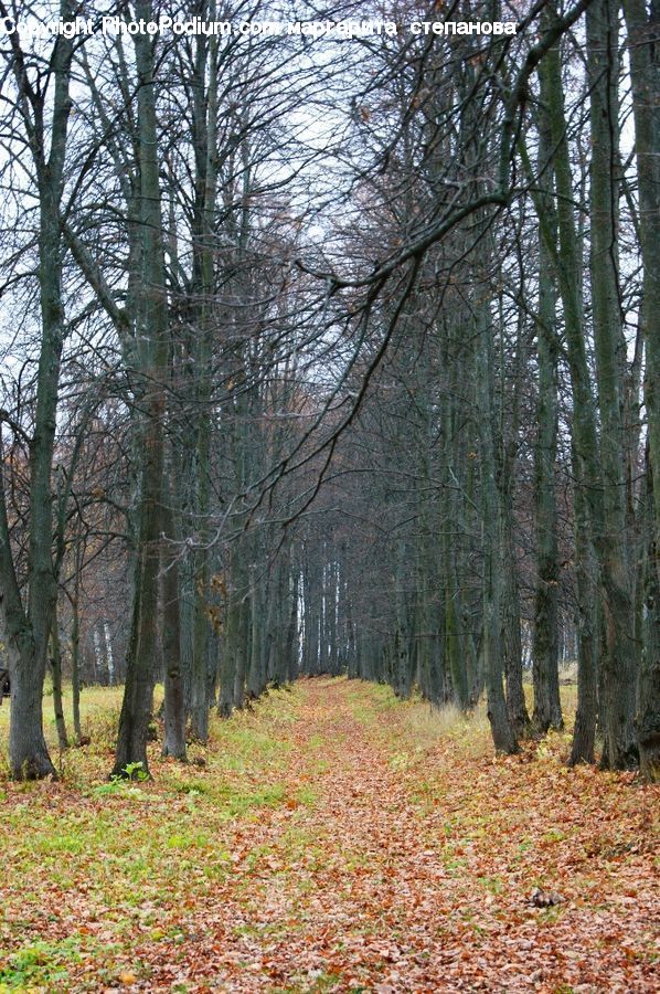 Forest, Grove, Land, Birch, Tree, Wood, Vegetation