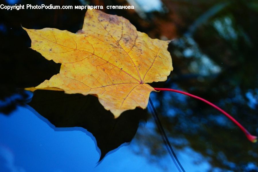 Veins, Maple, Maple Leaf, Plant, Ivy, Vine, Tree