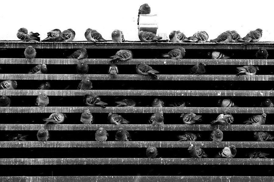 People, Person, Human, Bird, Pigeon, Dove, Billboard