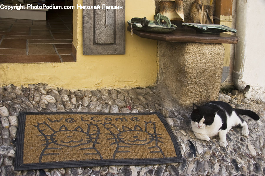 Animal, Bowl, Footwear, Shoe, Adorable, Floor, Flooring