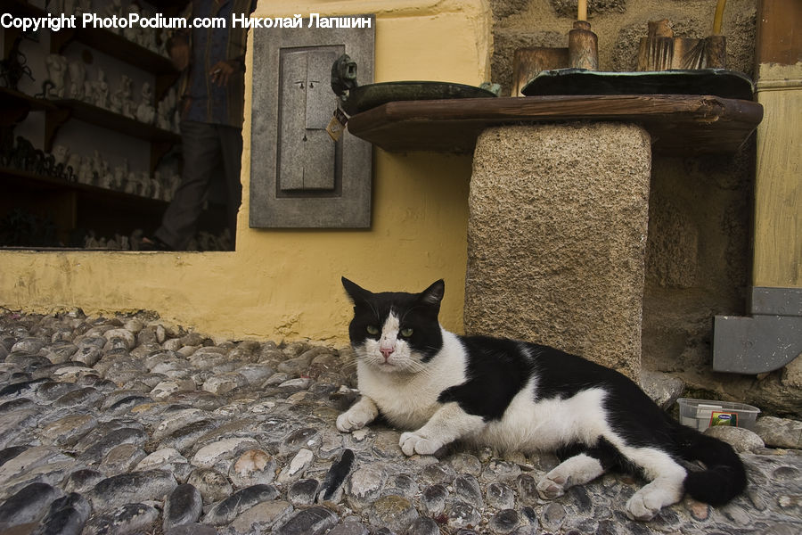 Animal, Plant, Potted Plant, Cat, Mammal, Manx, Pet