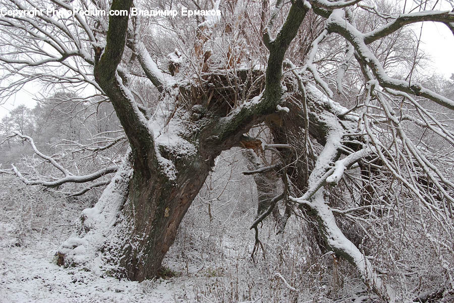 Plant, Tree, Oak, Wood, Forest, Vegetation, Sycamore
