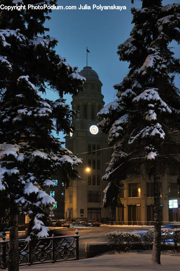Architecture, Bell Tower, Clock Tower, Tower, Conifer, Fir, Plant