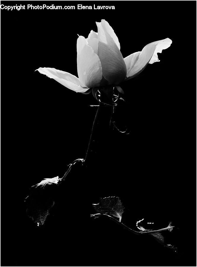 Smoke, Blossom, Flora, Flower, Plant, Daffodil, Amaryllis