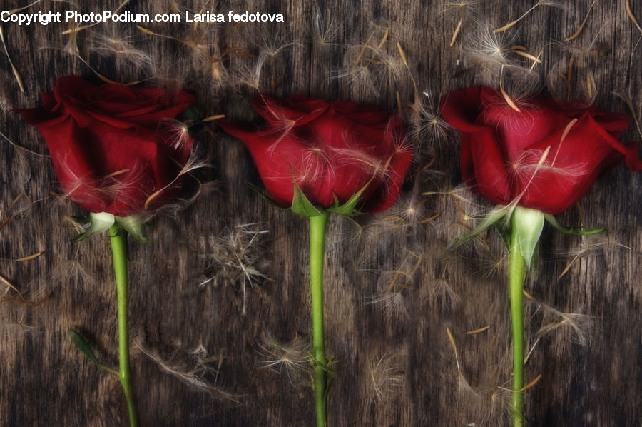 Blossom, Flora, Flower, Plant, Carnation, Field, Grass