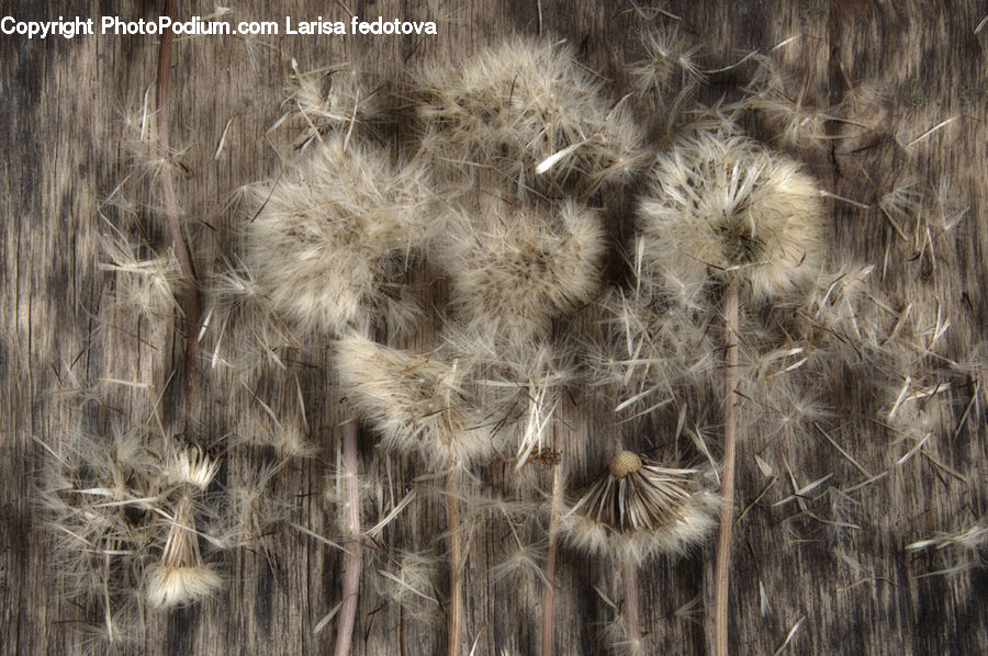 Field, Grass, Grassland, Plant, Dandelion, Flower, Grain