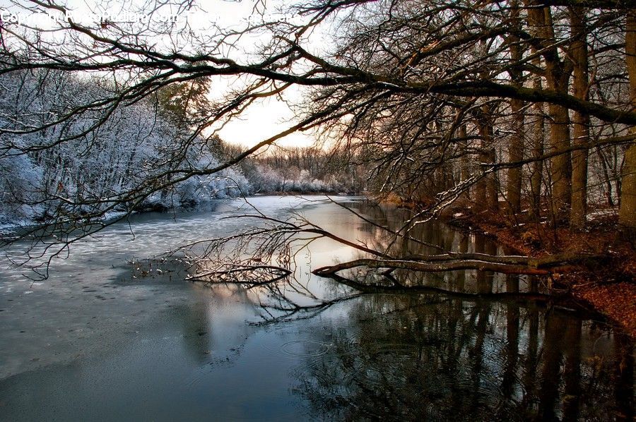 Plant, Tree, Landscape, Nature, Scenery, Forest, Vegetation