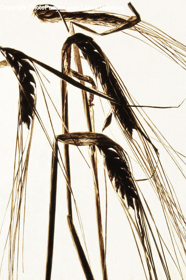 Grass, Plant, Reed, Field, Grassland, Blossom, Flora