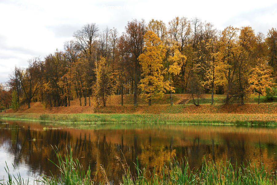 Outdoors, Pond, Water, Conifer, Larch, Tree, Wood