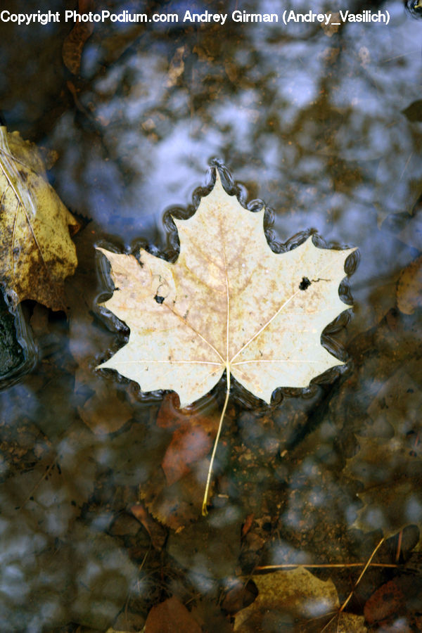 Maple, Maple Leaf, Plant, Smoke, Oak, Sycamore, Tree