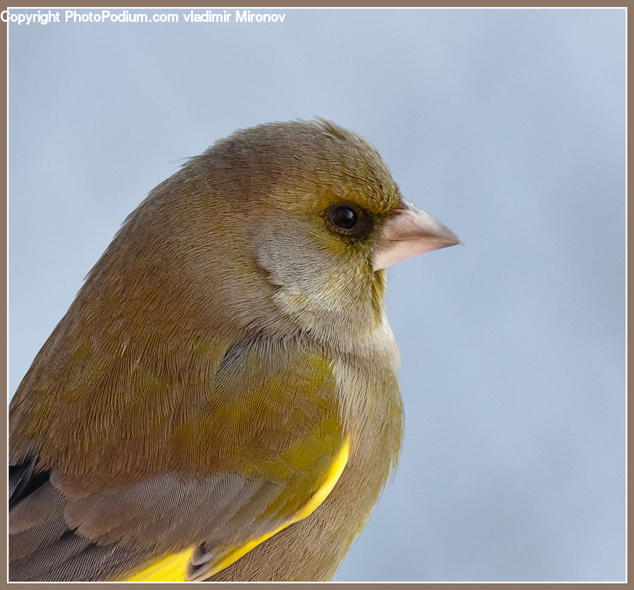 Bird, Canary, Finch, Beak, Head, Portrait
