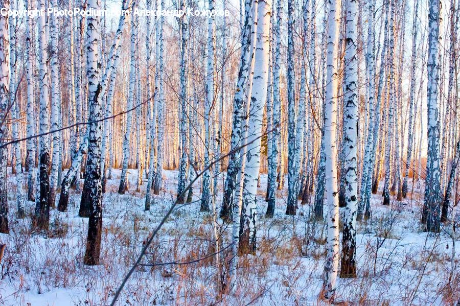Birch, Tree, Wood, Forest, Vegetation, Plant, Conifer