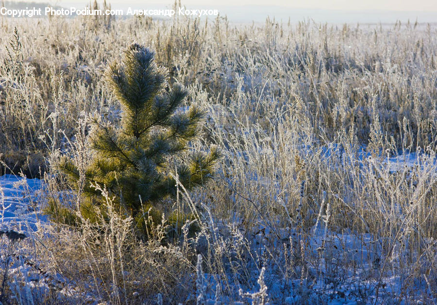 Field, Grass, Grassland, Plant, Frost, Ice, Outdoors