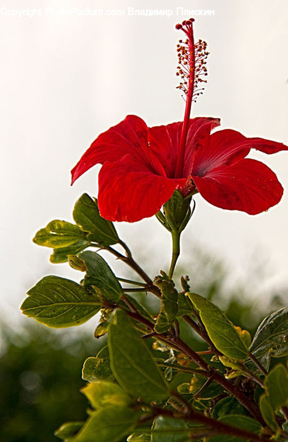 Blossom, Flora, Flower, Geranium, Plant, Hibiscus, Poppy