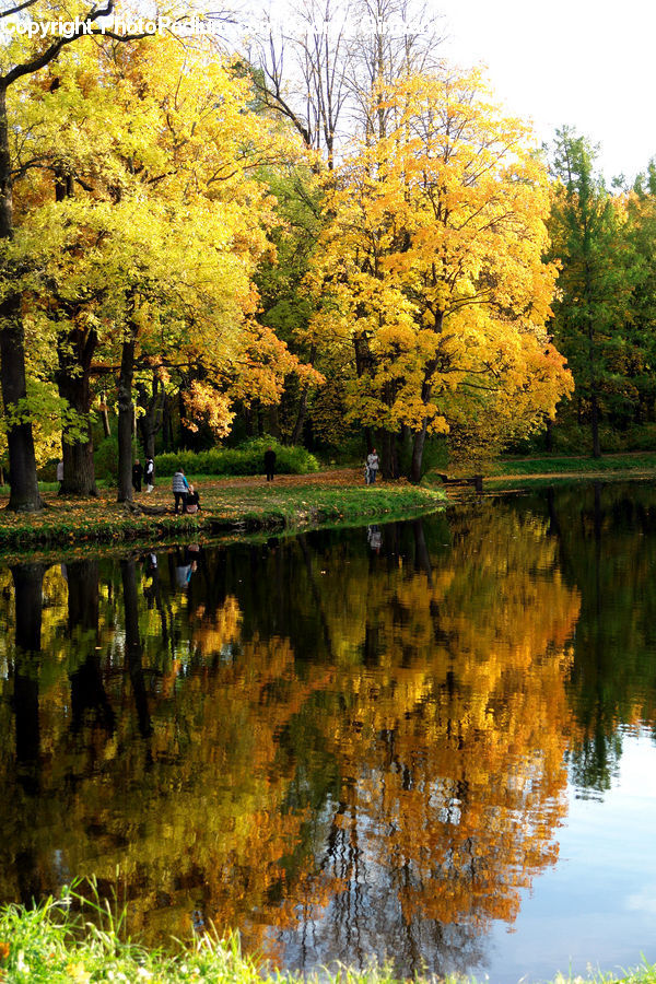 Outdoors, Pond, Water, Blossom, Flora, Flower, Plant